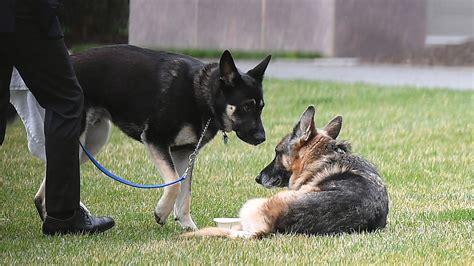 Biden family dog, Champ, has passed away