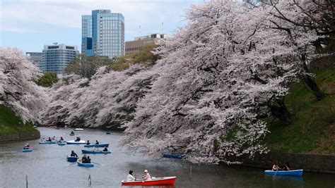 Tokyo: Private Cherry Blossom Experience | GetYourGuide