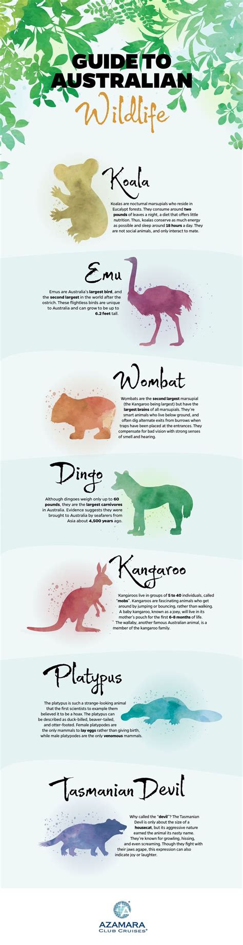 Travel infographic - Koalas, kangaroos, and wombats - oh my! Learn all ...