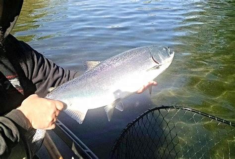 Wilson River Fishing Report | Fishing Guide Report