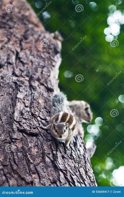 Chipmunks stock image. Image of cute, animal, garden - 55609417