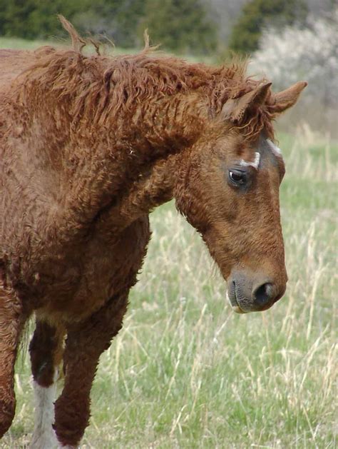 5 Of The Rarest Horse Breeds In The World Most Beautiful Horses, All ...