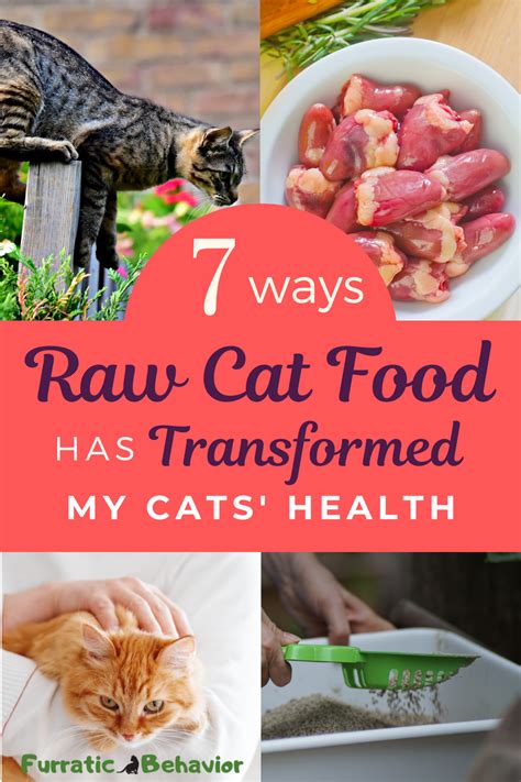 7 Ways Raw Cat Food Has Transformed My Cats' Health | Raw cat food ...