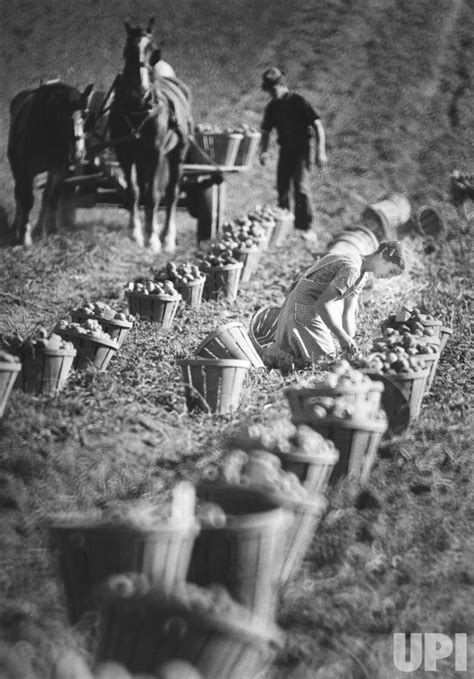 Photo: Amish women harvest potatoes in Leola, PA - ARKAMSH19830909006 ...