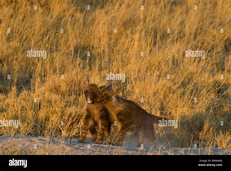 Brown hyena cubs play fighting Stock Photo - Alamy