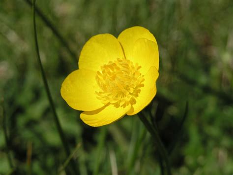 Common Buttercup - Watching for WildflowersWatching for Wildflowers