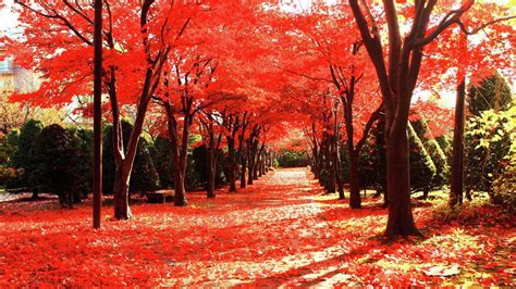 How To Grow A Japanese Maple Tree - Bunnings New Zealand