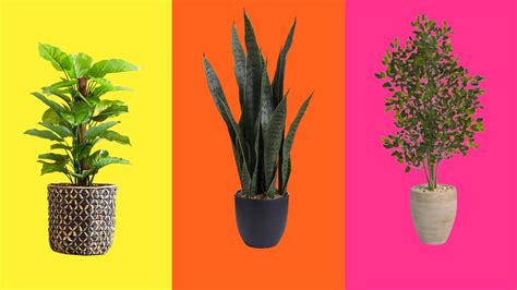 Indoor Plant Names