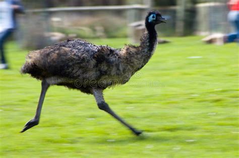 166 Emu Running Stock Photos - Free & Royalty-Free Stock Photos from ...