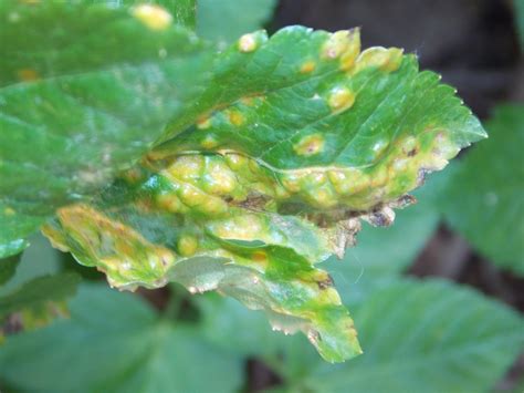 Puccinia smyrnii (rust fungus) - BRITISH NATURE GUIDE