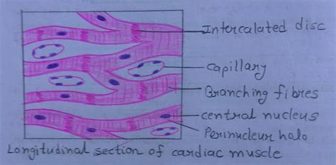 Schematic Illustration And Histological Sections Show - vrogue.co