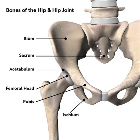 Hip Anatomy and Functions of the Hip | CSOG Sports Medicine