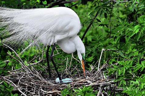 Nesting Great Egret and Eggs Photograph by Regina Geoghan - Pixels