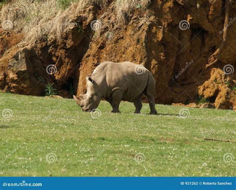 Rhino eating stock photo. Image of rhino, heavy, food, cabarceno - 921262