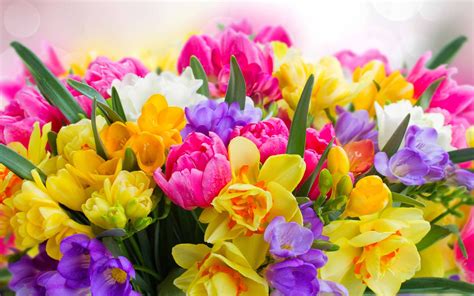 Beautiful Spring Flower Mac Wallpaper Download | AllMacWallpaper