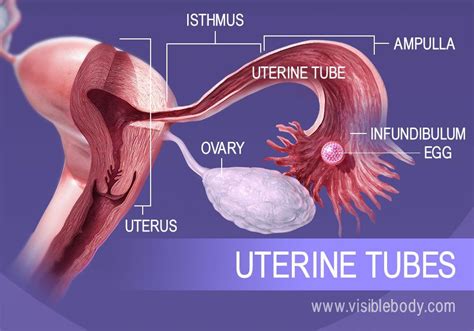 2. Egg Cells from the Ovaries Move Through the Uterine Tubes The path of the egg during ovulati ...