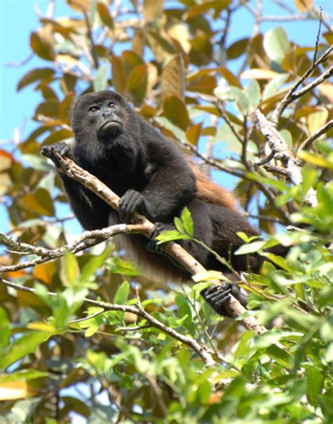 The Black Howler Monkey | Habitat, Feeding Habits and More | HubPages