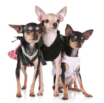 Chihuahua Clothes and Accessories at The Chihuahua Wardrobe!