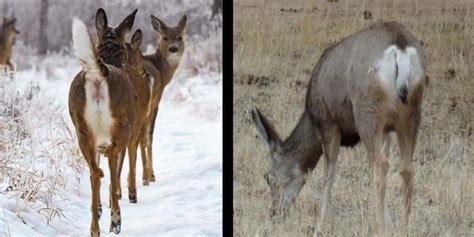 Differences Between Whitetail and Mule Deer – Omega Outdoors