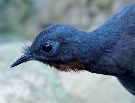 Can this bird mimic the sound of a chainsaw?! | Gang Gang Tours