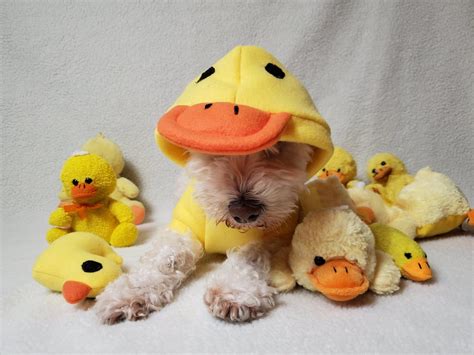 20+ Adorable Dog Halloween Costumes