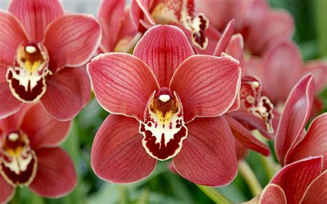 Free download | HD wallpaper: Cymbidium Orchids With Delicate Red ...