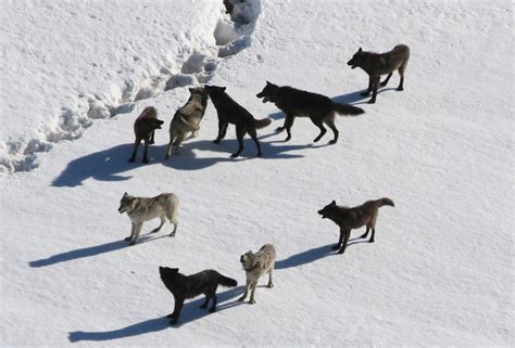 Wolf Pack on snow in wild free image download