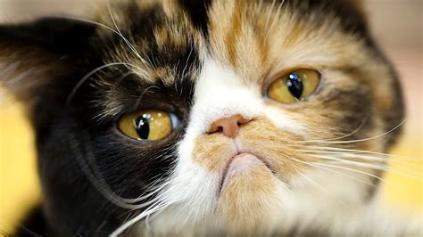 How To Know if Your Cat is Sick - Feline Friendly Care