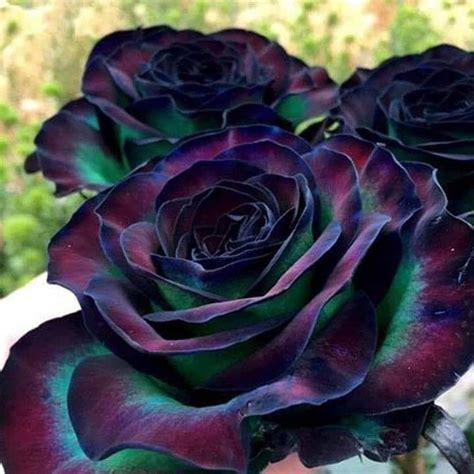 Holland Rainbow Rose: these are natural flowers that are undoubtedly ...