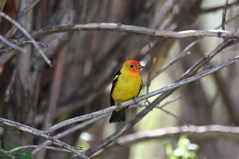 What Do Tanagers Sound Like? Scarlet Tanager Song & Summer Tanager Song