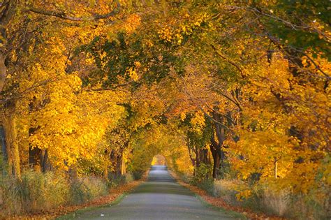 Autumn,avenue,trees,away,road - free image from needpix.com