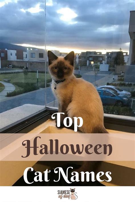 Best Halloween Cat Names 2022 – Get Halloween 2022 News Update