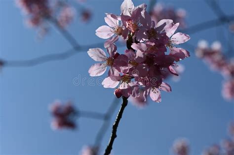 Cherry blossoms. stock photo. Image of taiwan, winter - 269924524