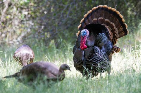 CDFW News | California Offers Abundant Opportunities for 2022 Spring Turkey Season