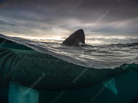 Dorsal fin of a basking shark - Stock Image - C056/7589 - Science Photo ...