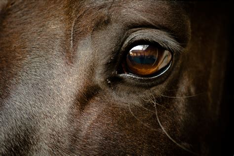 Caring For A Horse's Eyes - LV Performance