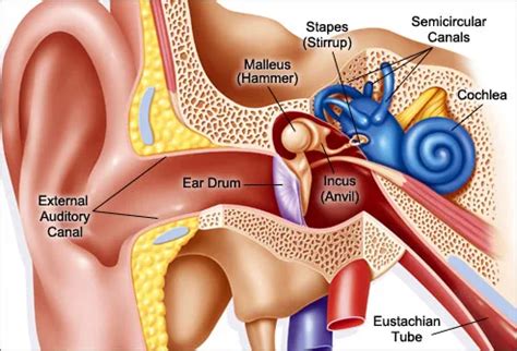 Top Causes of Severe Hearing Loss