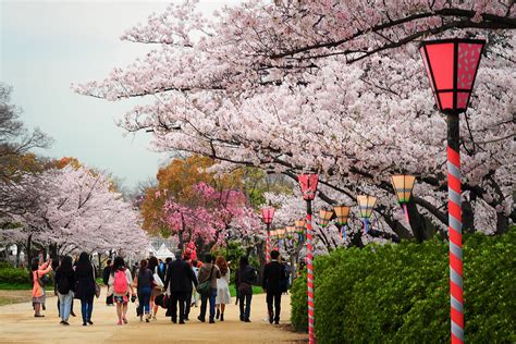 Cherry Blossom in Osaka Castle Park | Photo taken in Osaka, … | Flickr