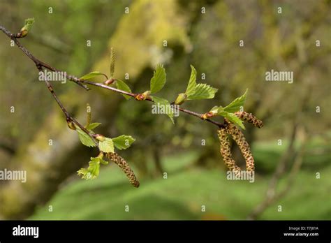 Silver Birch Catkins, Betula pendula Stock Photo - Alamy