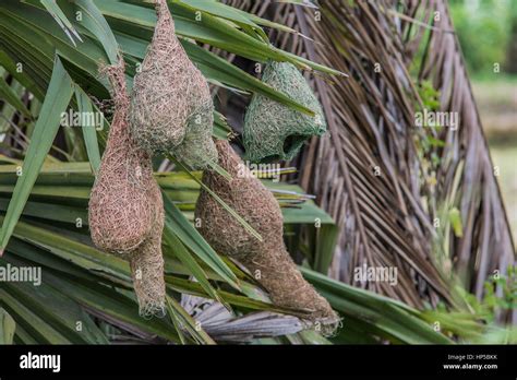 Baya Weaver Bird's Nest Stock Photo - Alamy