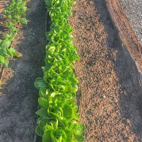 How to Thin Lettuce Seedlings - Audrey's Little Farm