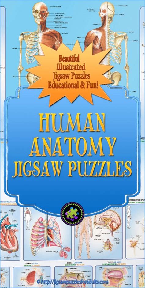 Human Anatomy Puzzles | Educational and Fun Jigsaw Puzzles!