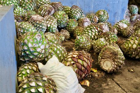 They look like pineapples but they're blue agave- bulbs from the Jalisco, Mexico plant which is ...