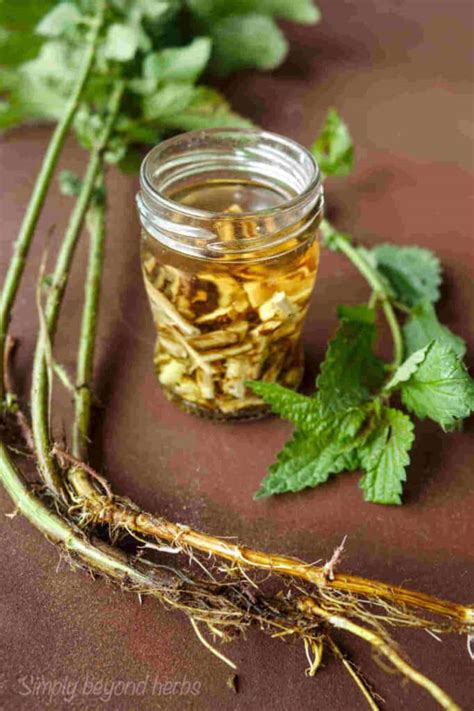 Stinging nettle root extract recipe - SimplyBeyondHerbs