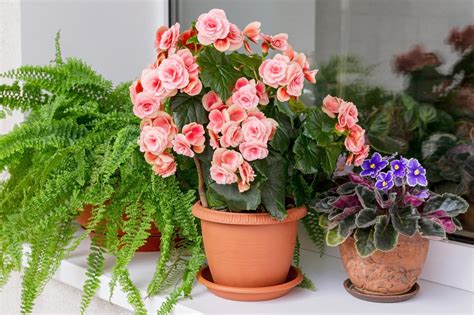 16 Indoor Flowering Plants for 2022 — Top Houseplant Flowers