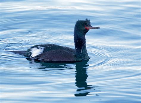 PelagicCormorantp