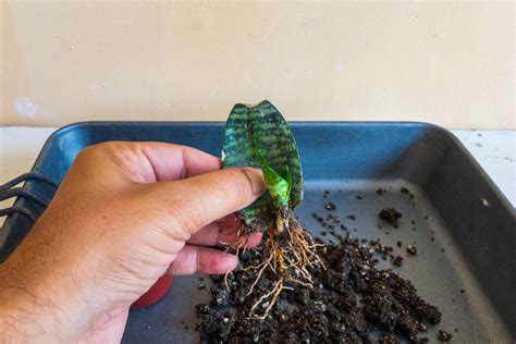 Snake Plant Propagation: What Are The Best Methods?