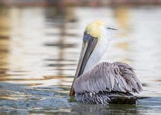 45 Lowcountry Wildlife ideas | wildlife, low country, island