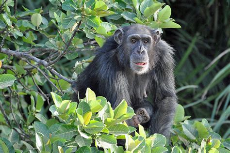 World Wildlife Day in The Gambia | 20 Stunning Photographs