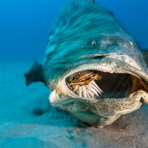 Giant Grouper Fish